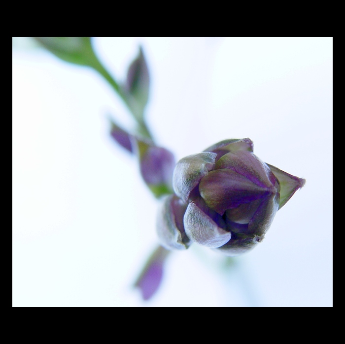 ...violet...