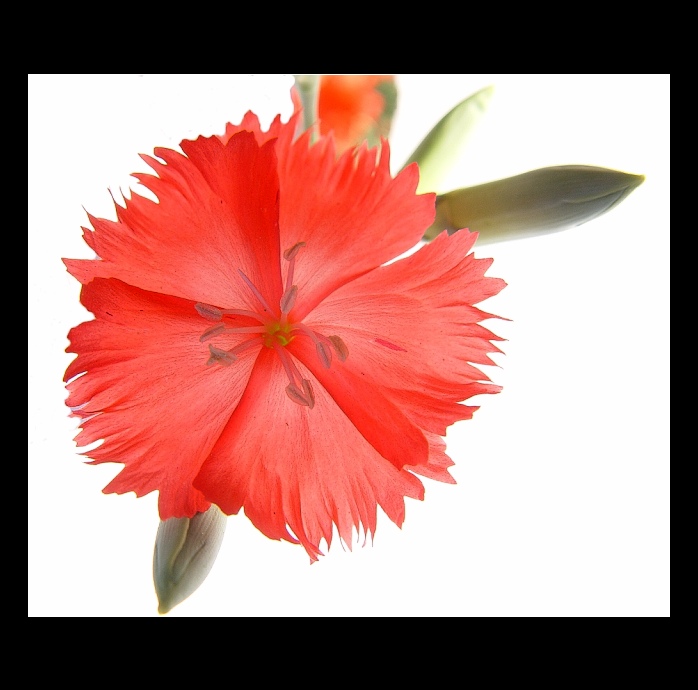 ...red...