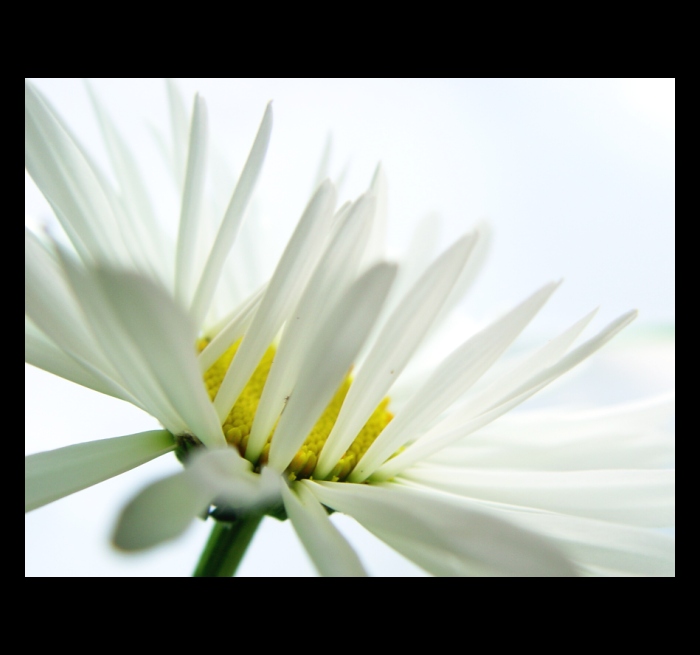 ...white II....
