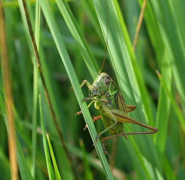co se děje v trávě...