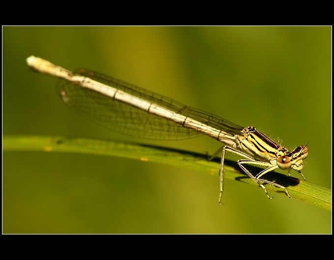 Šidélko brvonohé (Platycnemis pennipes)