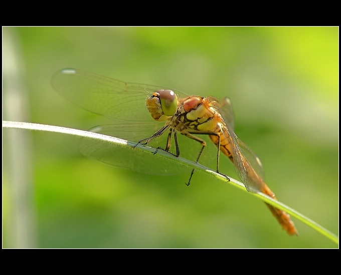 vážka obecná (Sympetrum vulgatum)
