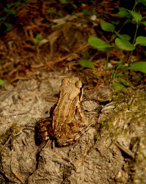žabička
