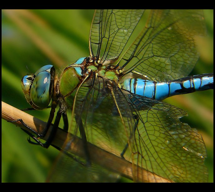 Anax imperator