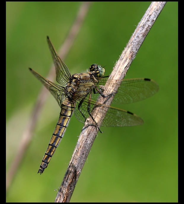 vážka černořitná (Orthetrum cancellatum)
