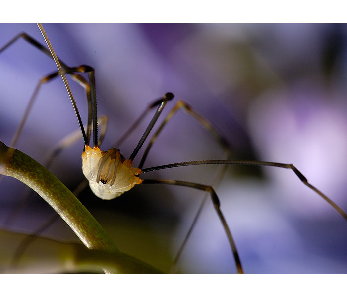 jak z Války světů :)