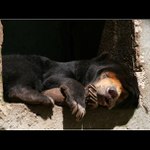 Sladké sny, třeba o medu... nebo o svobodě?