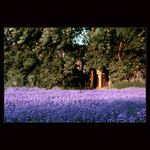 <b>>>LEVANDULA I.<<<bt>