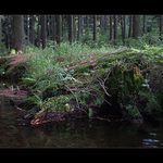 Potok v lese (Zubří, okr. Žďár nad sázavou)