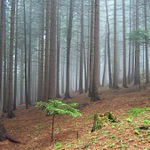 <b>Když v ráji pršelo...</b>