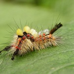 Hurá na maškarní !