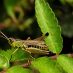 Kobylka