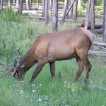 pasoucí se (asi) los