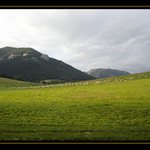 ...ovce na paši....