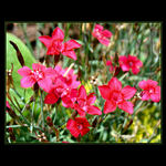 <font color=C3003A><b>*****Red*****</a></span><br>