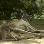 <B>Odpolední siesta s Canon ZOOm</B>