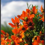 červená krása podruhé