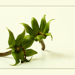 Kvetinové inšpirácie