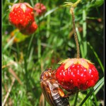 Jahody chutnají všem