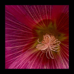 květ květůůů :)