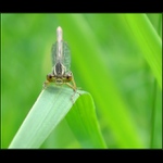 tebe si dám k obědu !