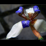 <i>..::</i>&nbsp;Kráska&nbsp;<i>::..</i><br>