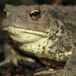 Ropucha 2