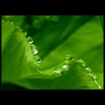 krajka perlami vyšívaná