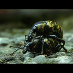 pomoc v nouzi ... :)