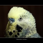 <b><i>Melopsittacus unlulatus</i><br>