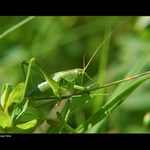 <b>Kde jsem jen nechal tu včelku Máju