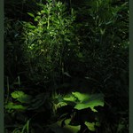 světlo v temném lese