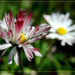 <b><font color=#CC3366>Rozcuchaná<br>