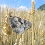 Melanargia galathea
