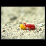 ...DOF uf uf...