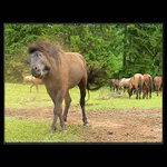 ... konikov xicht ...