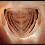 Příběh o Jonášovi