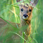 Co se skrývá v trávě.