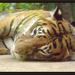 A pohádka na dobrou noc nebude?