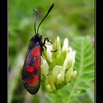 Vretienka obyčajná