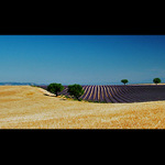 Levandule v obklíčení