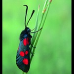 Vřetenuška čičorková