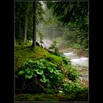 Po dešti u potoka ...