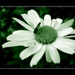 <b>.:Green life:.</b>