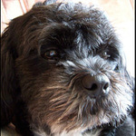 Prosím nerušit - hlídám