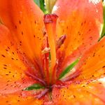 ...měla barvu ,barvičku...