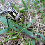 oči kolem celé hlavy....