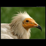 Hledám babu ke klo(F/V)nutí