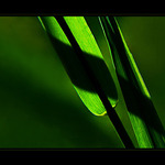 <b>PRUHOVANÍ KÁMOŠI...</b><hr> <b>