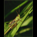 <b>KONÍK...</b><hr> <b>